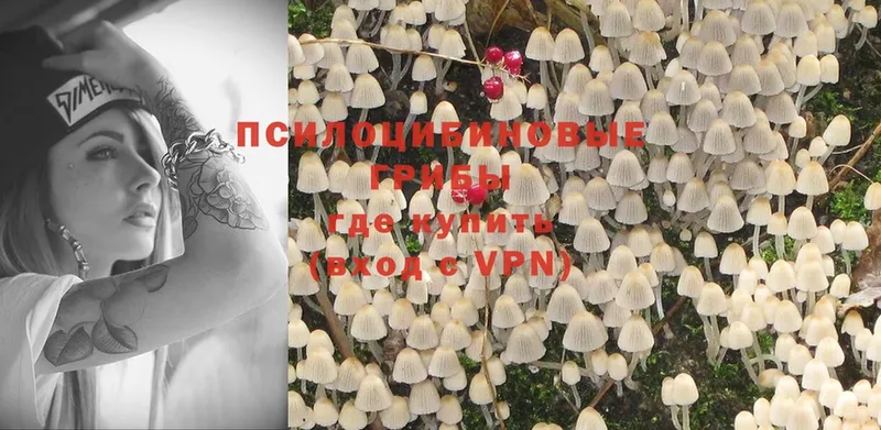 Галлюциногенные грибы Psilocybine cubensis  Чебаркуль 